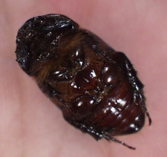 Scarabaeoidea