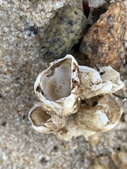 Amphibalanus eburneus