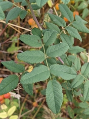 Rosa nutkana
