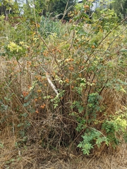 Rosa nutkana