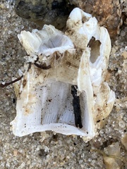 Amphibalanus eburneus