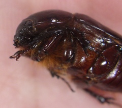 Scarabaeoidea