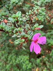 Melastomeae