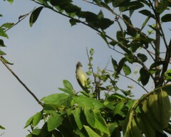 Elaenia flavogaster