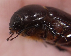 Scarabaeoidea