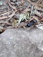 Camponotus modoc