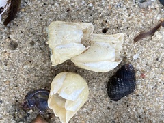 Amphibalanus eburneus