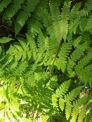 Dryopteris campyloptera