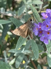 Polites themistocles