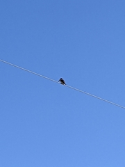 Todiramphus sanctus vagans