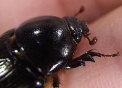 Scarabaeoidea