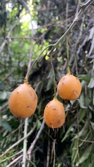 Pereskia aculeata