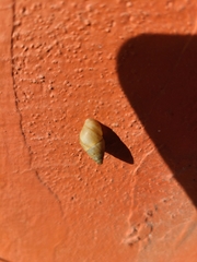 Bulimulus guadalupensis