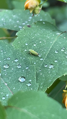 Graphocephala versuta