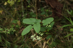 Sanguisorba canadensis