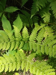 Dryopteris campyloptera