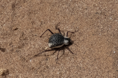 Stenocara gracilipes