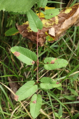 Sanguisorba canadensis