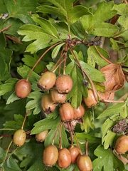 Crataegus monogyna
