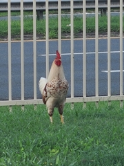 Gallus gallus domesticus