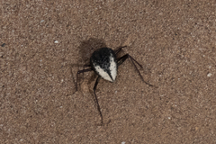 Stenocara gracilipes