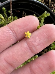 Hypericum anagalloides