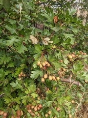 Crataegus monogyna