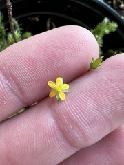 Hypericum anagalloides