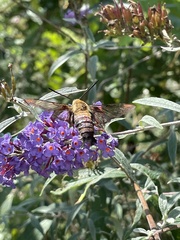 Hemaris thysbe