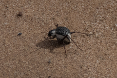 Stenocara gracilipes