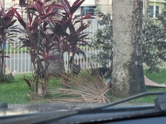 Gallus gallus domesticus