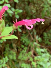 Centropogon gutierrezii