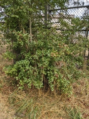 Crataegus monogyna