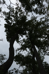 Liriodendron tulipifera