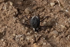 Stenocara gracilipes