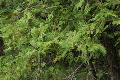 Thuja occidentalis