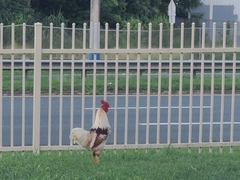 Gallus gallus domesticus
