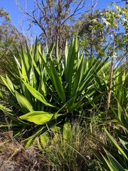 Furcraea foetida