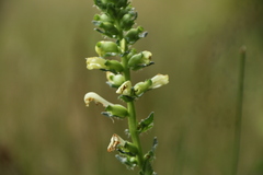 Pedicularis lanceolata
