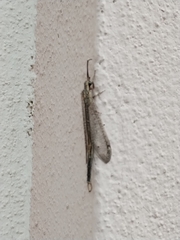 Brachynemurus