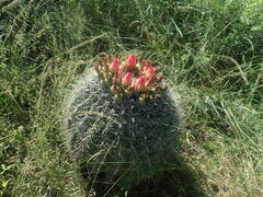 Ferocactus wislizeni