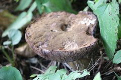 Tylopilus felleus