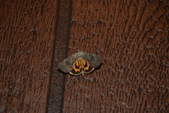 Catocala grynea