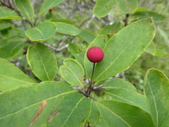 Ilex mucronata