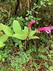 Centropogon gutierrezii