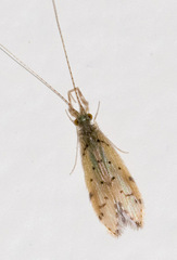 Oecetis