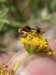 Phymata pennsylvanica