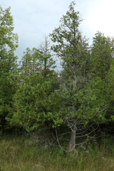 Thuja occidentalis