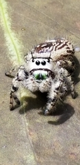 Phidippus otiosus