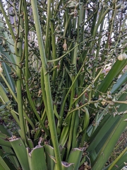 Furcraea foetida